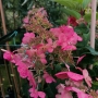 Hortenzija šluotelinė (Hydrangea paniculata) 'Wim's Red'